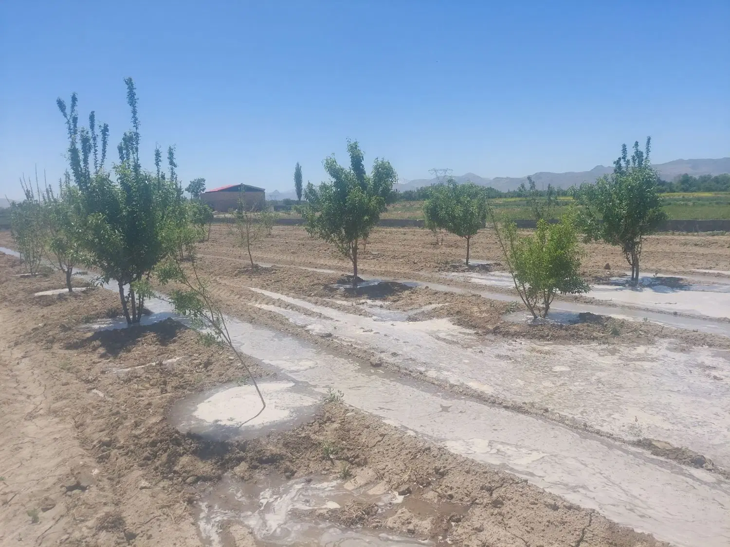 فروش زمین کشاورزی در بهترین نقطه گلپایگان