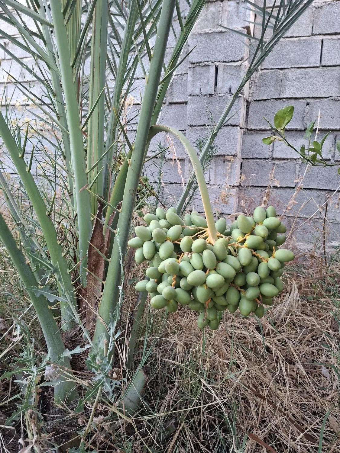 باغچه جریه سیدراضی