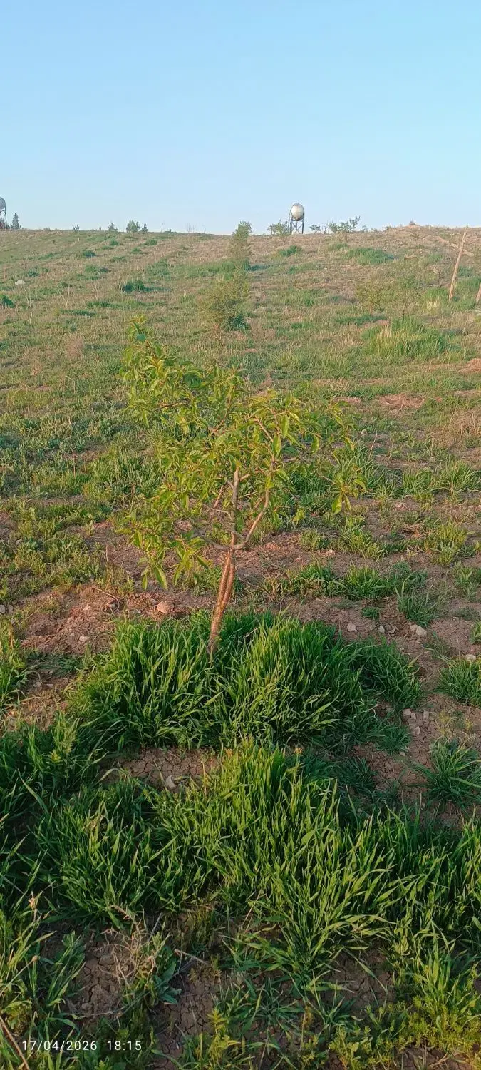 زمین ویلایی بانهال رشتقون