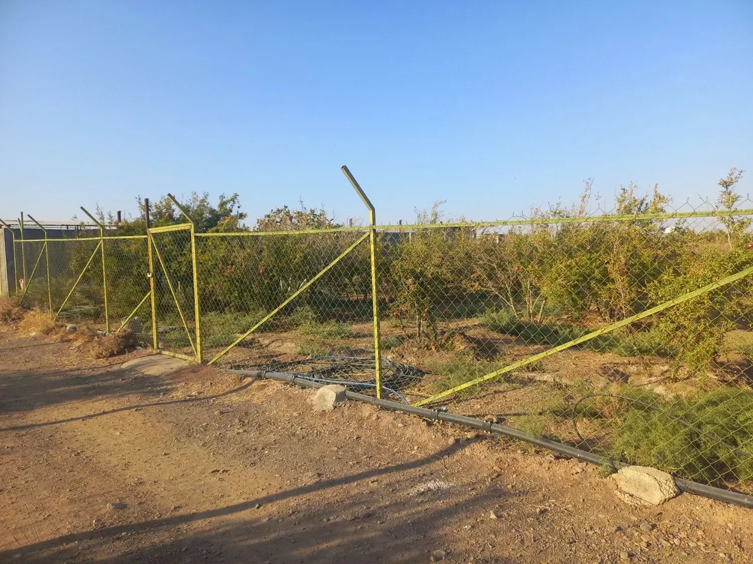 فروش باغ انار روستای اندیس