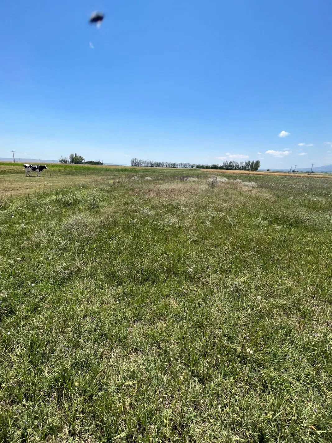 زمین مزروعی روستای گرجان