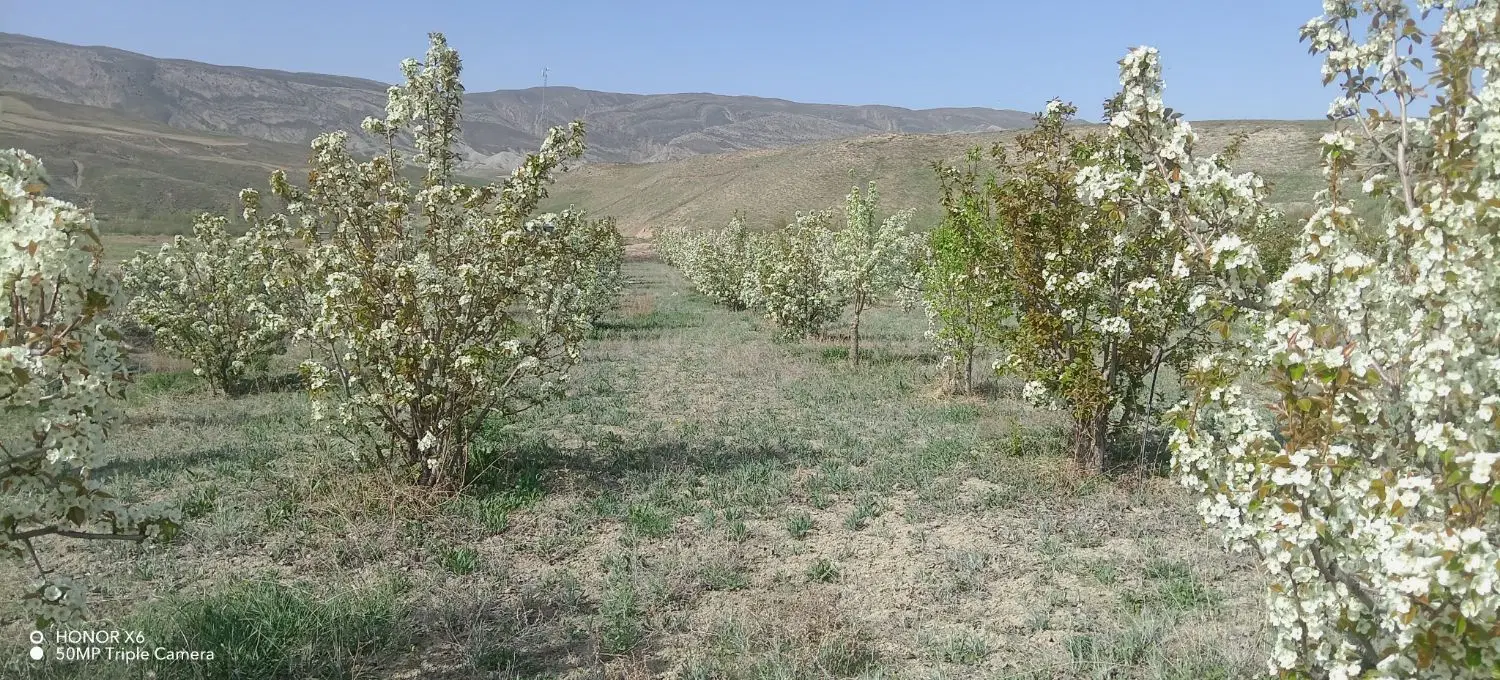 دو هکتار نیم باغ در روستای عمارت