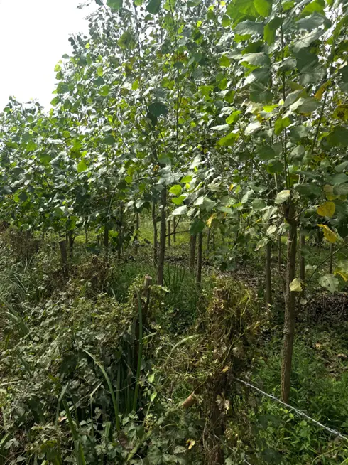 قطعه زمین ۷۳۵متری