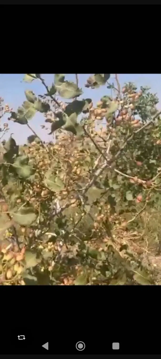 باغ پسته