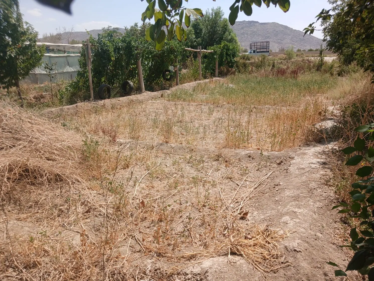 زمین کشاورزی