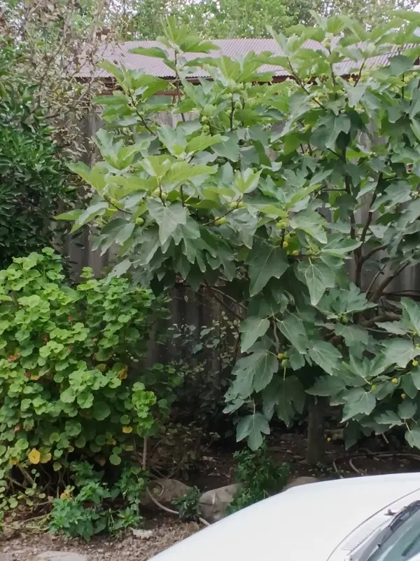 زمین ۹۰۰ متری