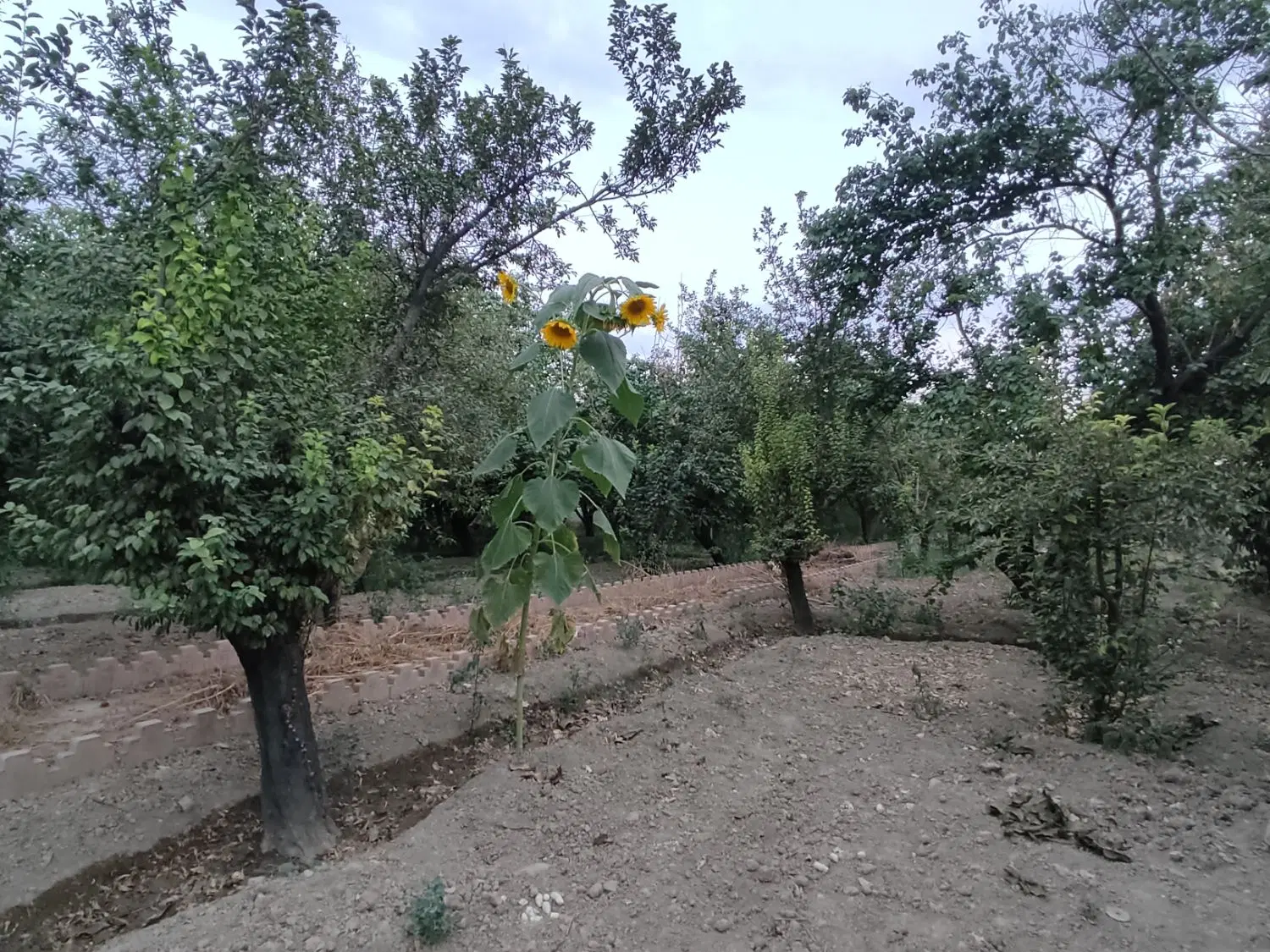 باغچه ۴۰۰متری