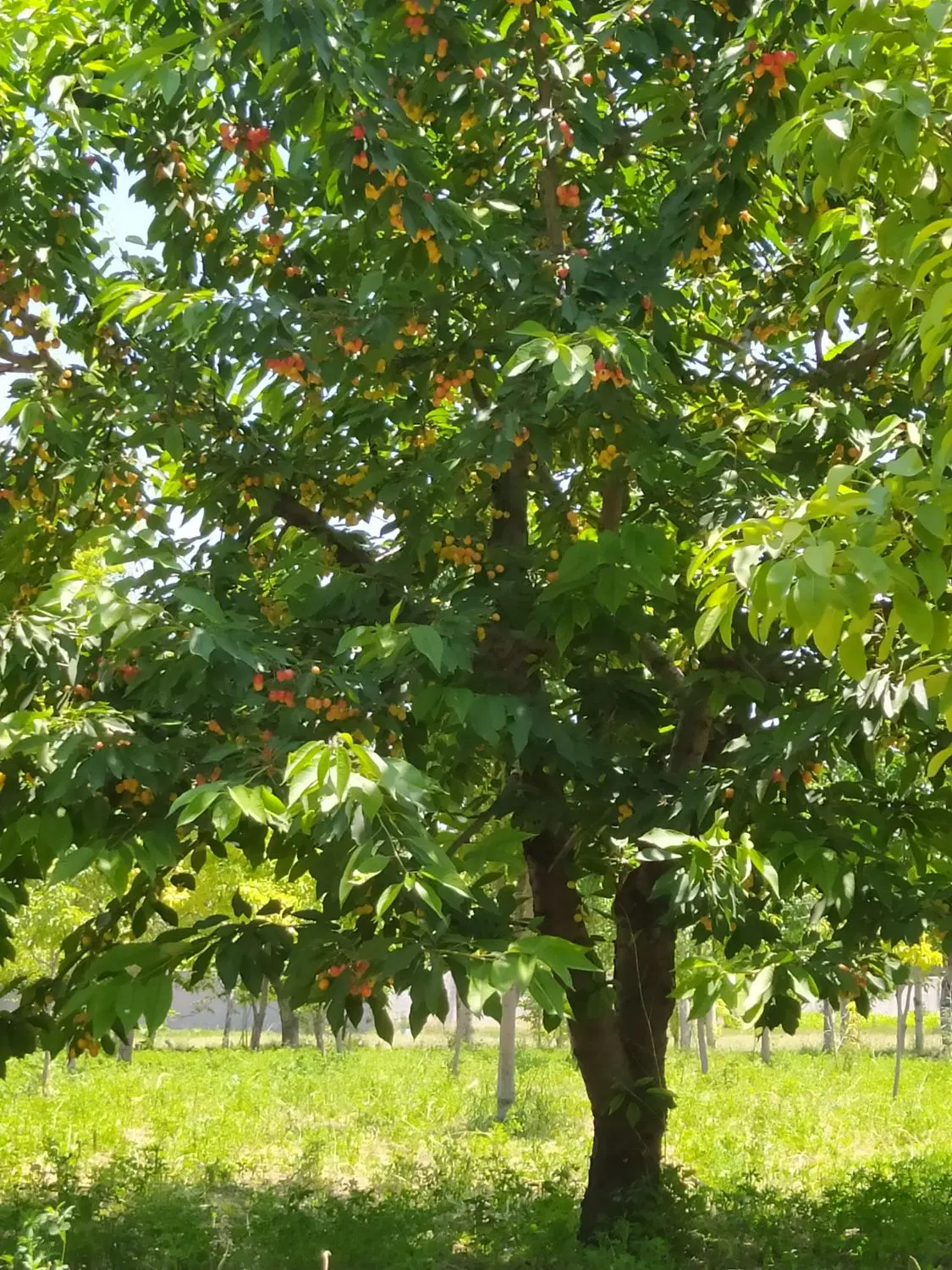 باغ