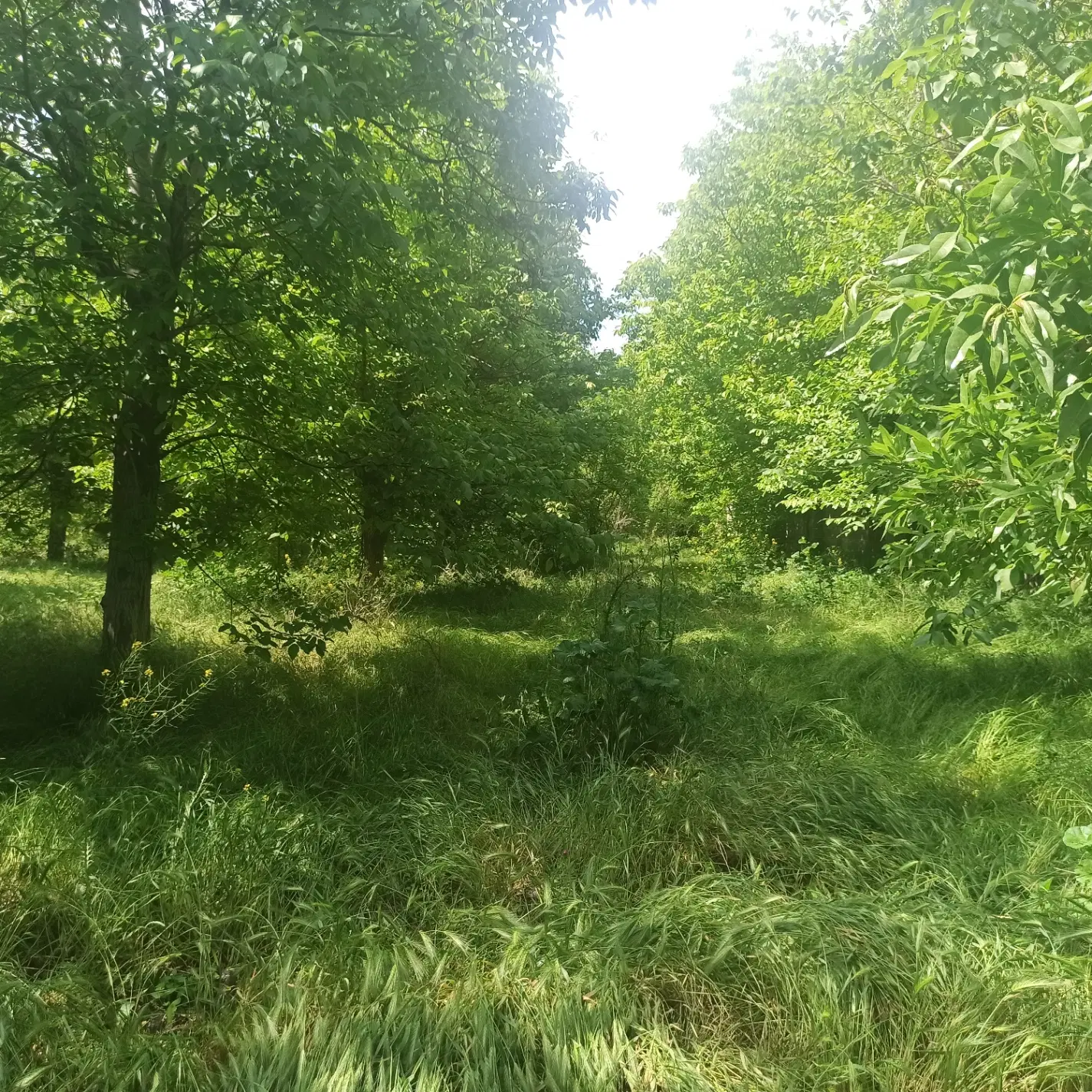 باغ ویلایی خسروشاه بر خیابان