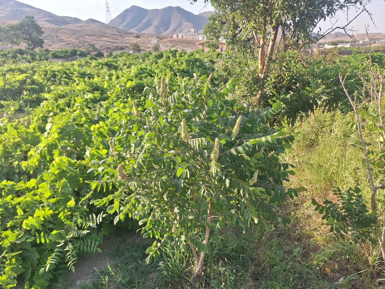 باغ انگور در انجیرک