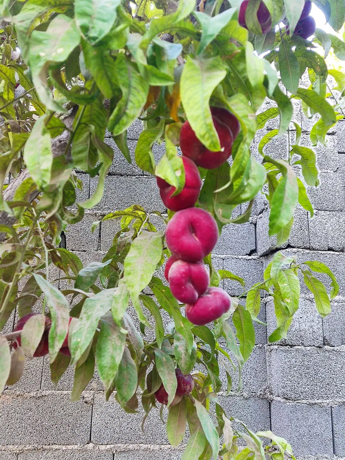 باغچه آرام و زیبا