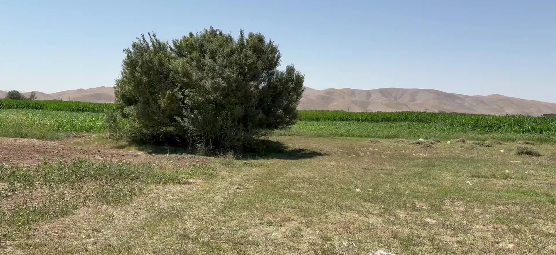 ۶جریب زمین با ۱۲ ساعت اب هشت روزه روستای توچغاز