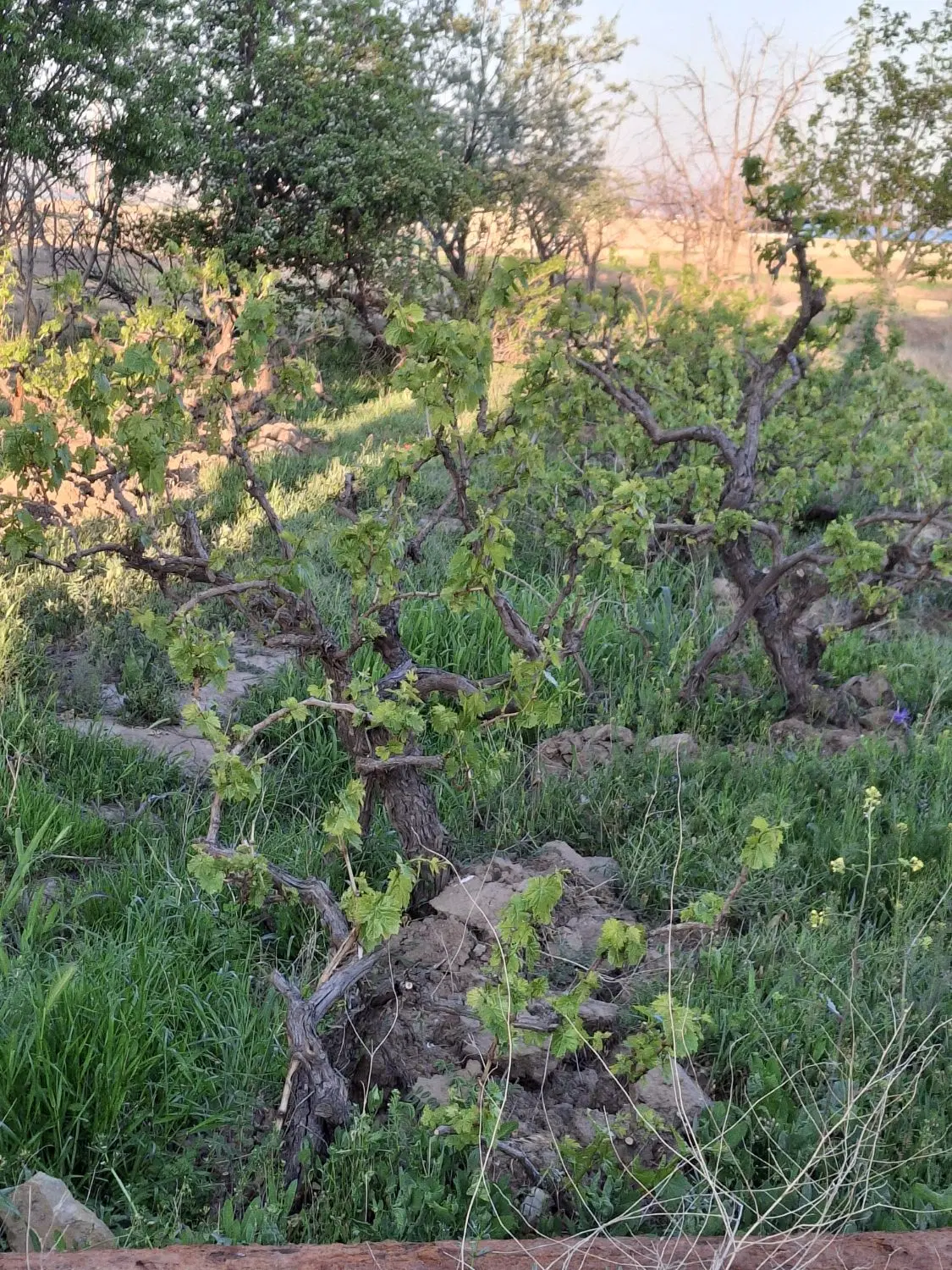 فروش زمین