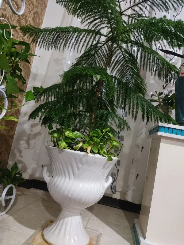 باغ