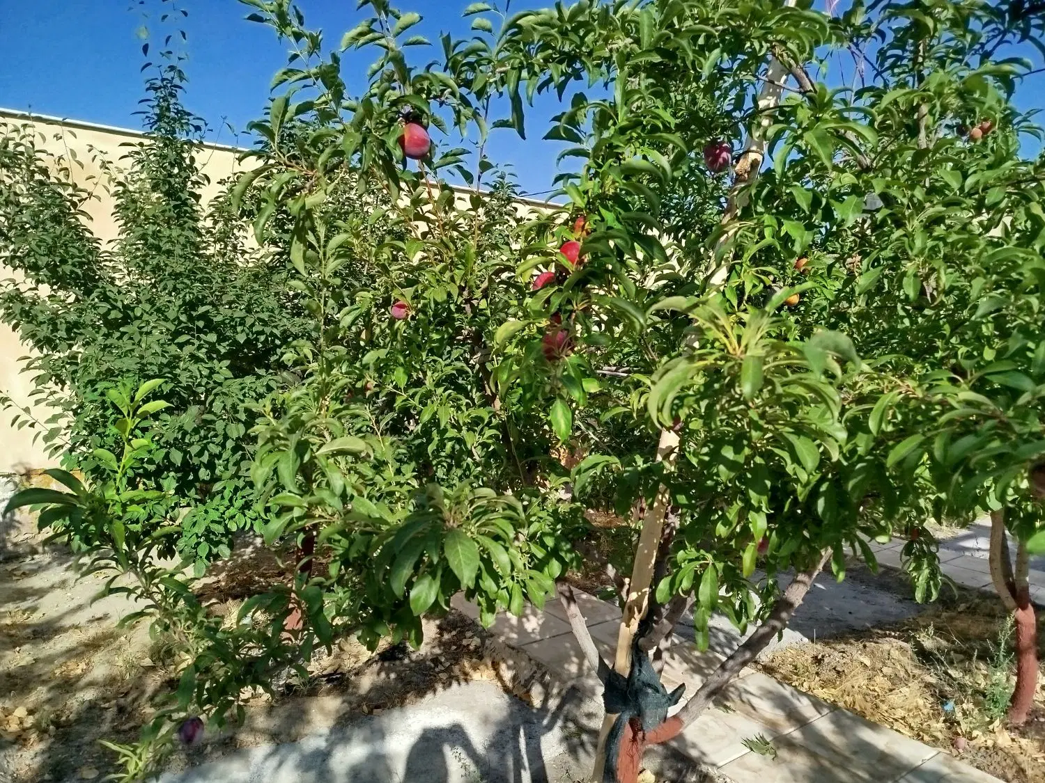 باغ ویلا کاهو  خیابان سرهنگ مجتمع لاکچری ارتمیس
