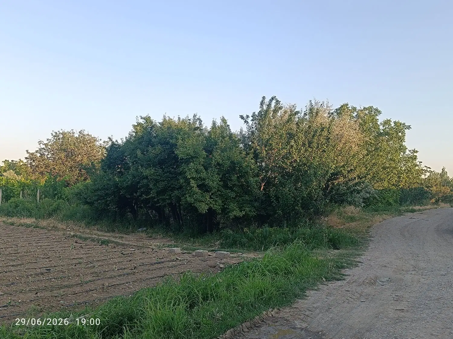 باغ انگور لک کوی فردوس