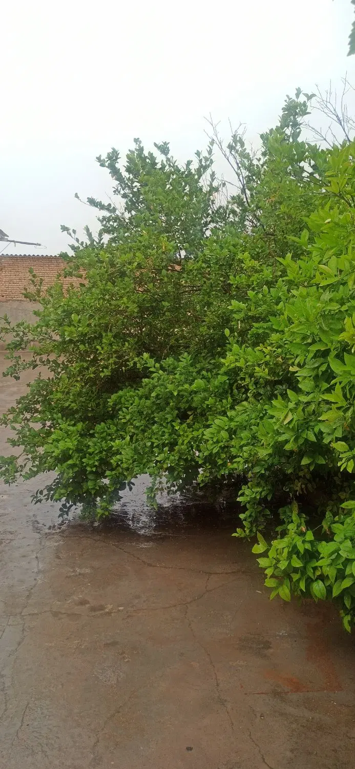 اجاره یک ساله کشاورزی