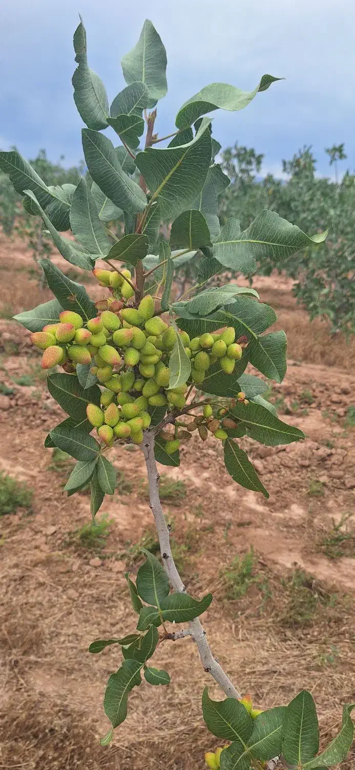 باغ پسته