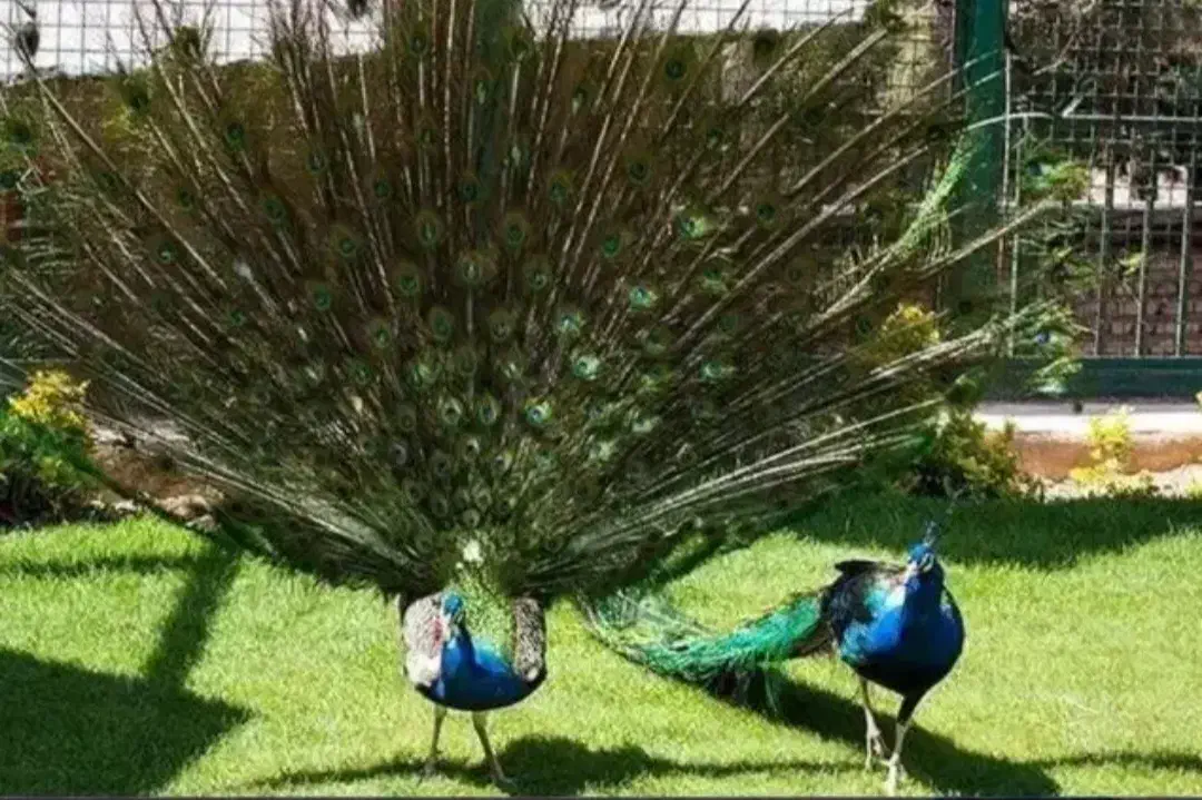 تنها مجموعه جزیره ای