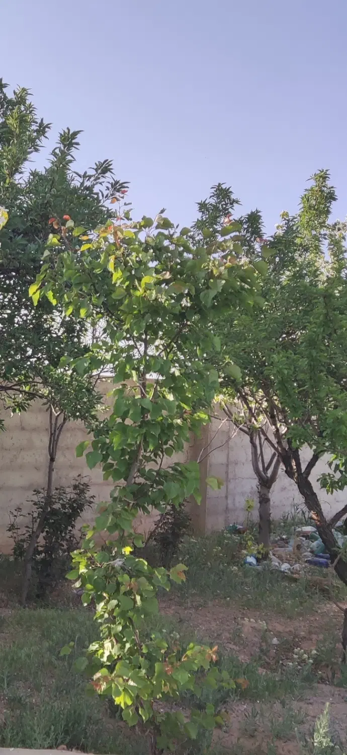 فروش باغ سیاسرد