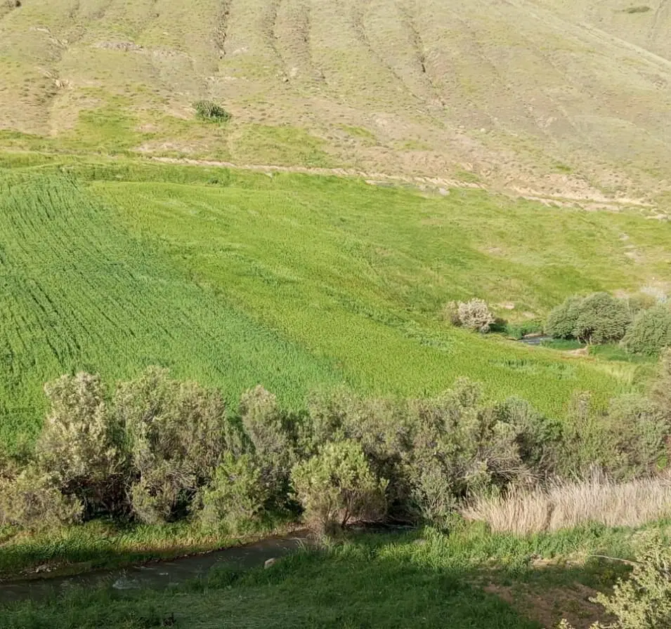 زمین کشاورزی روستای گندمان