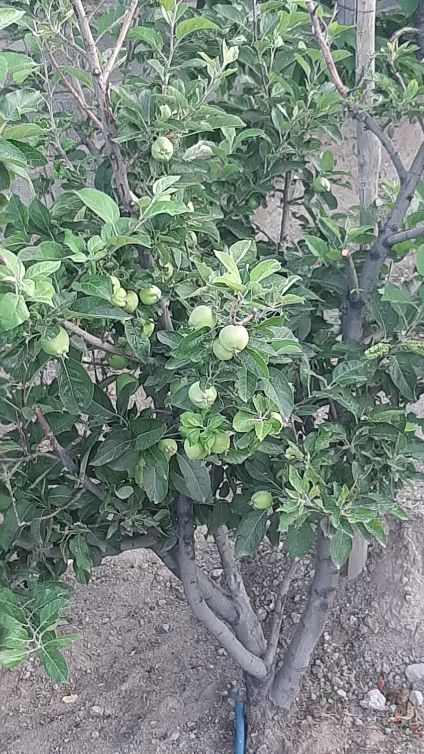 باغ حصار شده در کرجان