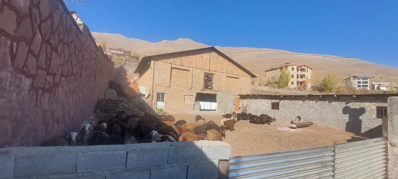 دشت مشا  زمین سندتک‌ برگ