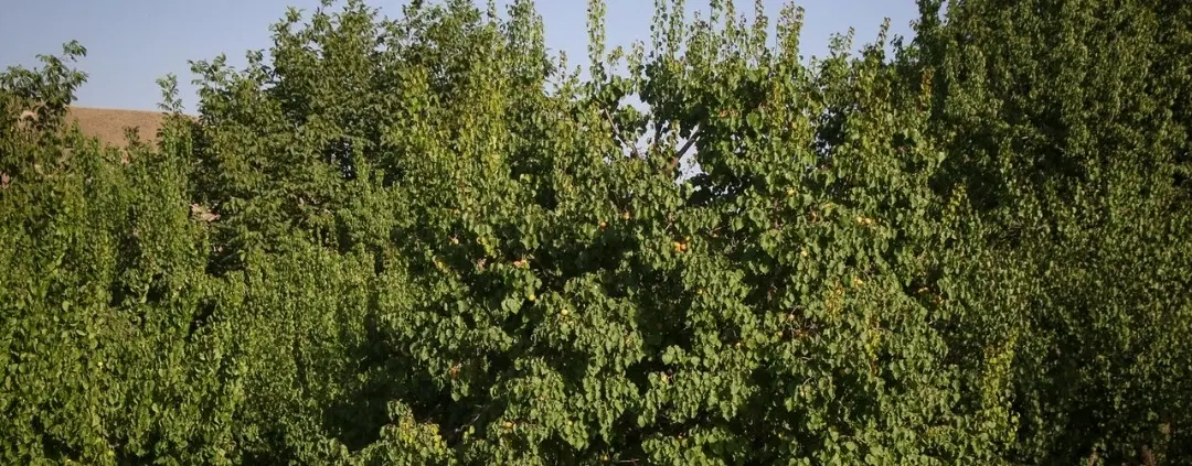 باغ مناسب سرمایه گذاری