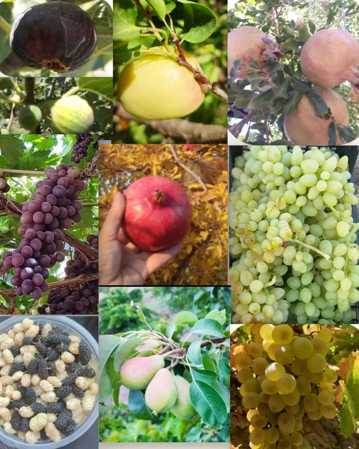 باغ میوه