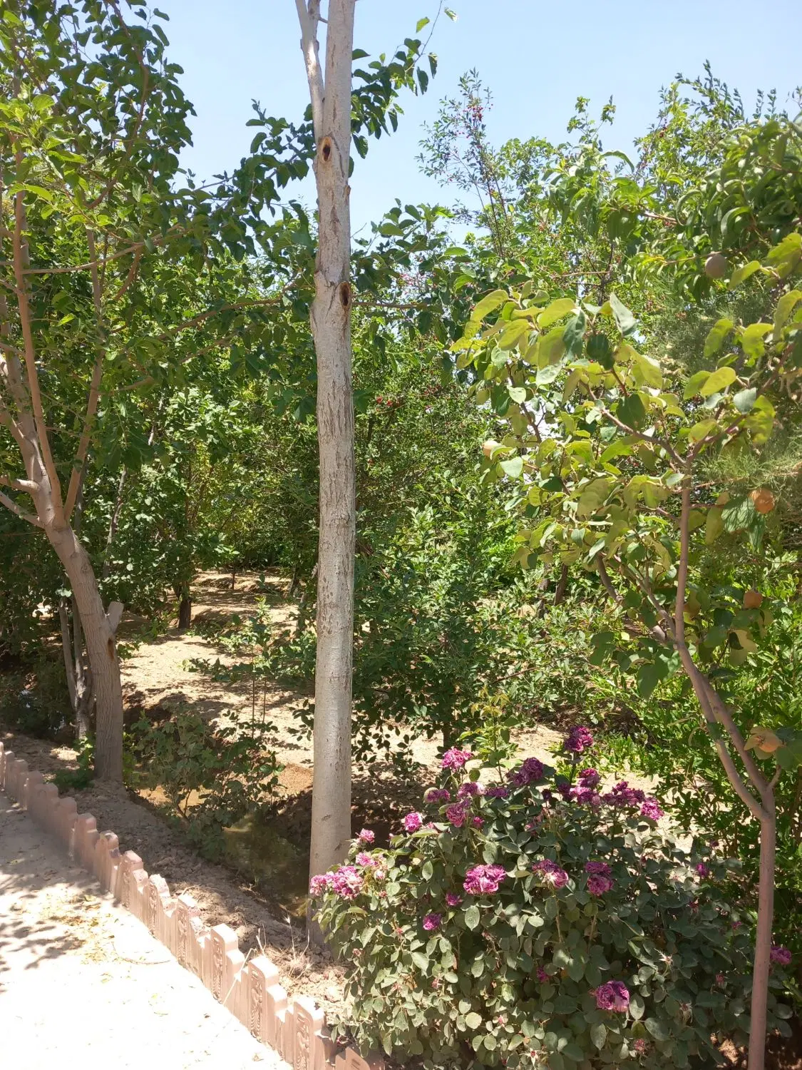 باغ500متری