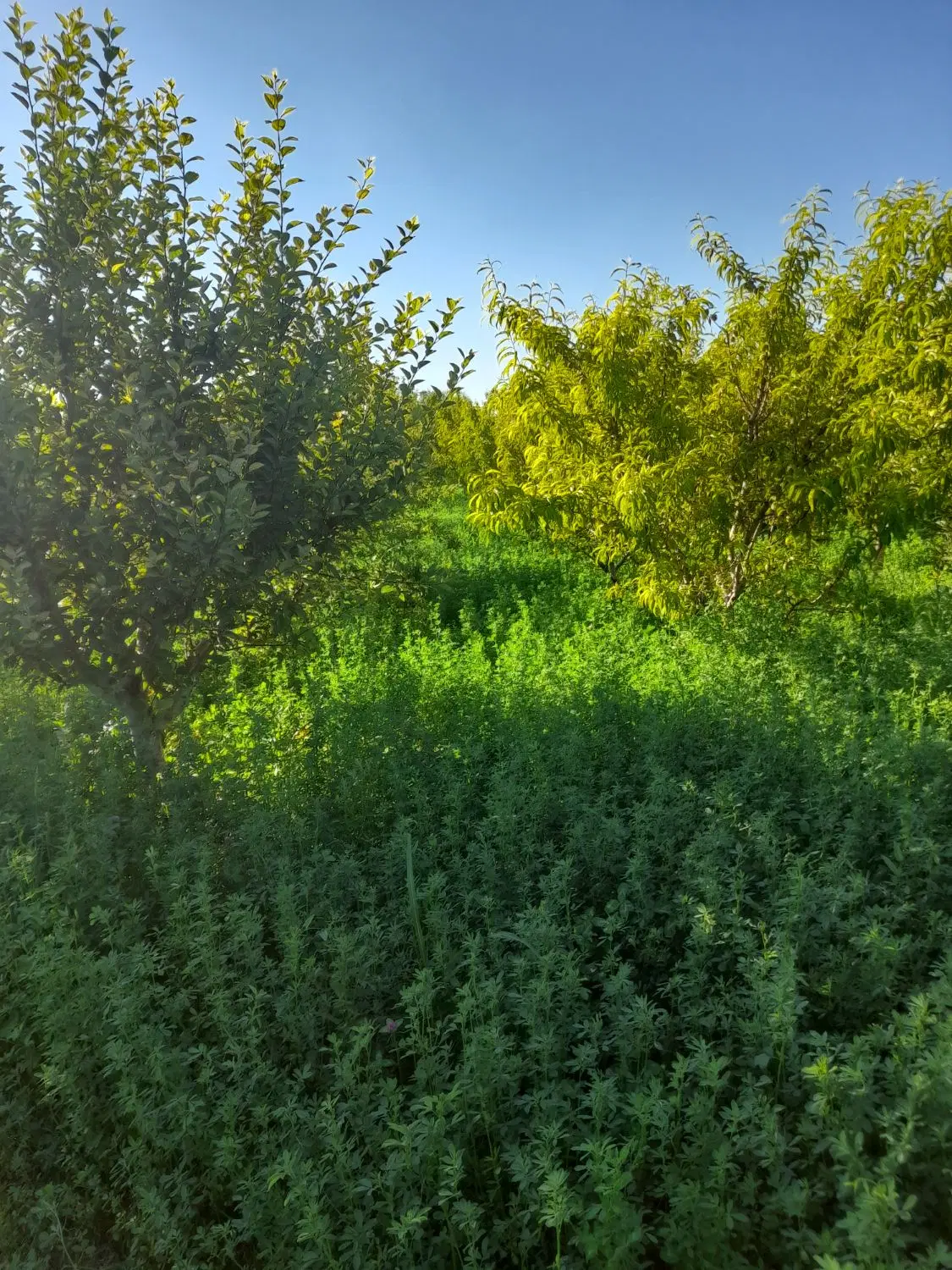 باغ سیب -منطقه باراندورچای