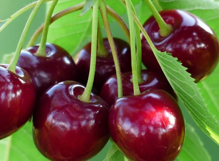 اجاره میوه باغ گیلاس و آلبالو در ورزن جاده چالوس