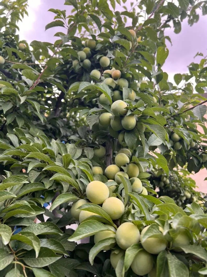 باغ ویلا در زشک زیبا