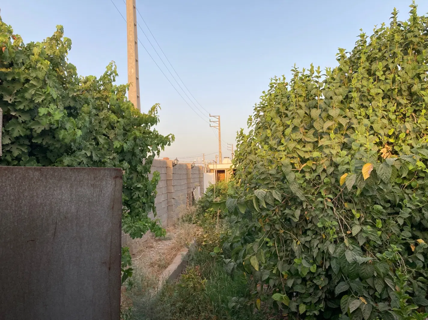 فروش باغچه با مثمر ۳ ساله