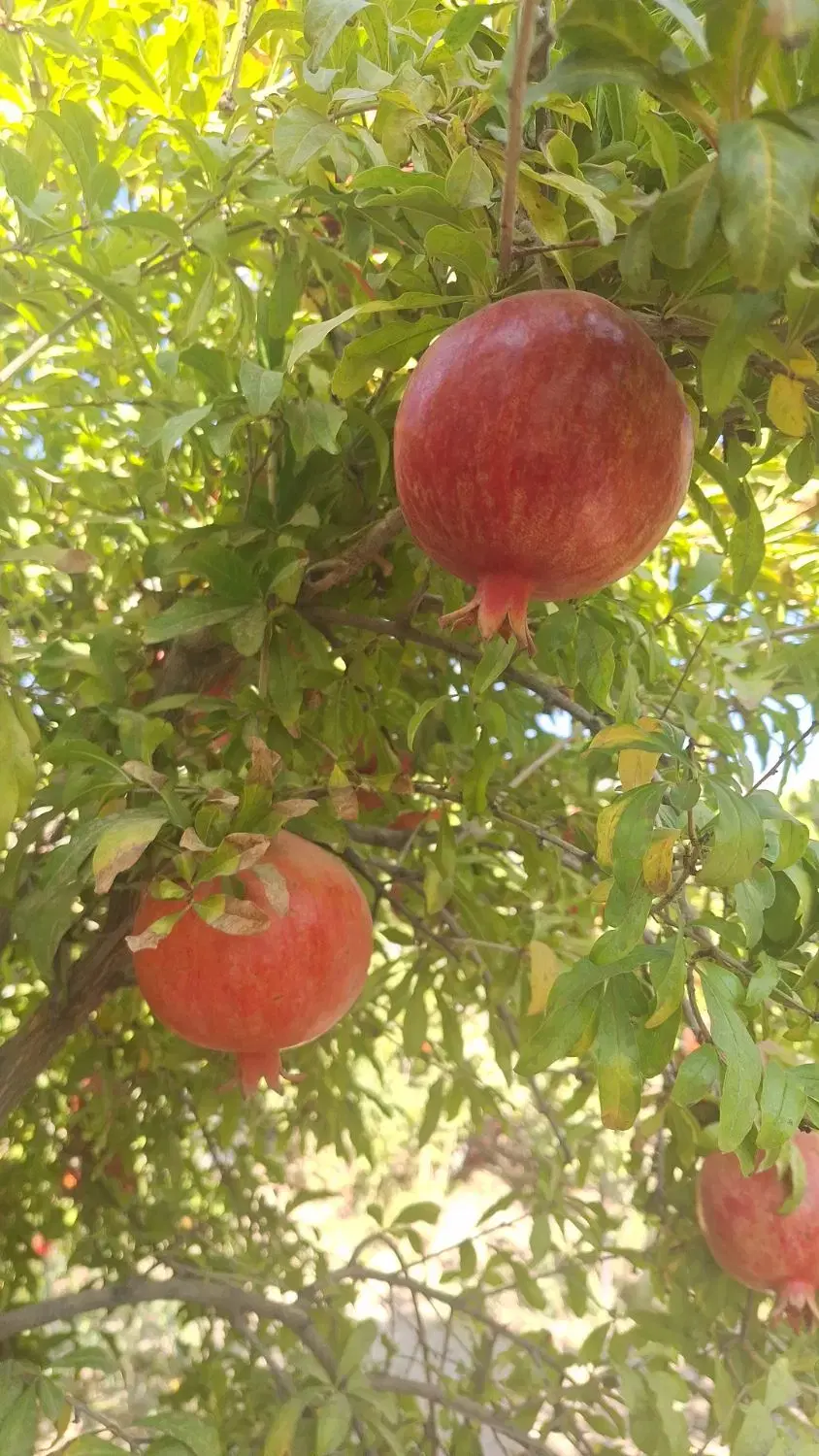 فروش باغ به صورت قطعه بندی به انتخاب مشتری