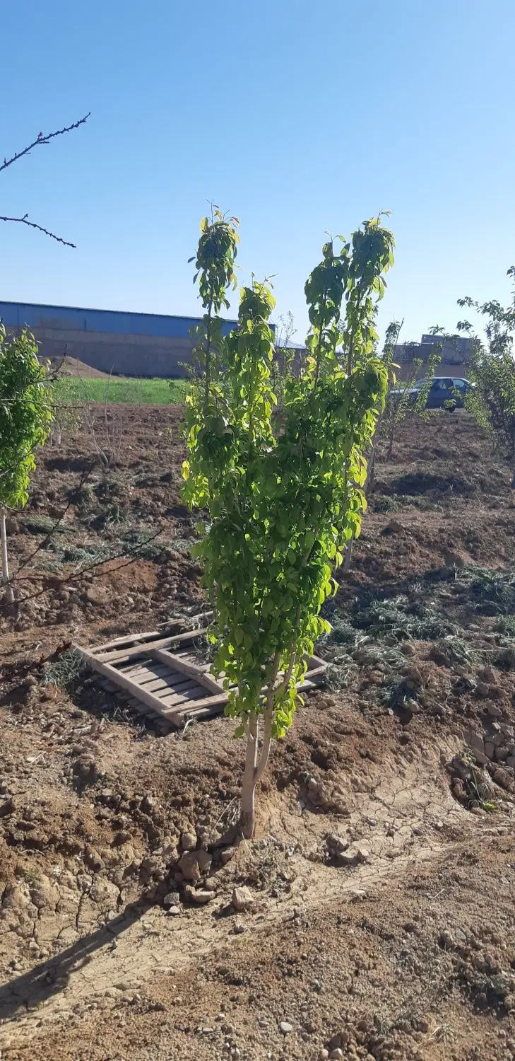 زمین کارگاهی