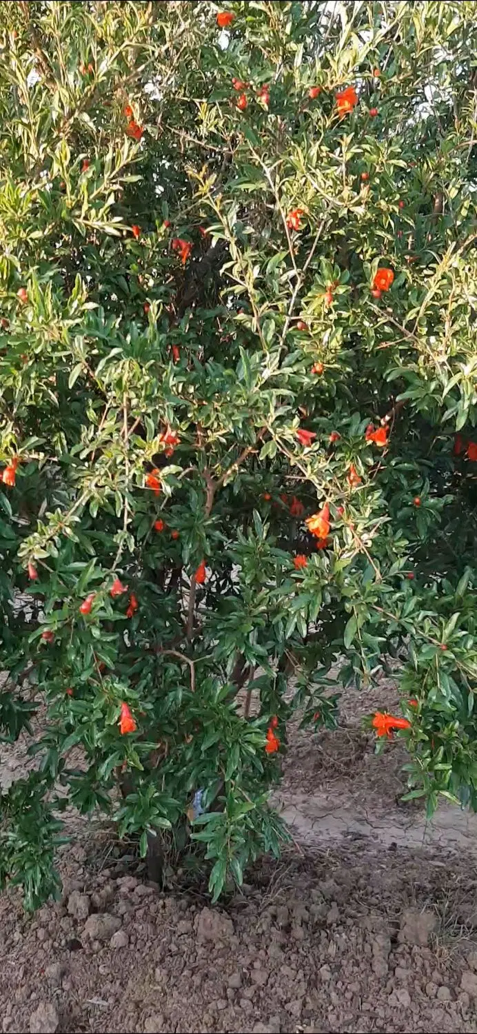 زمین باغی مرزیجران