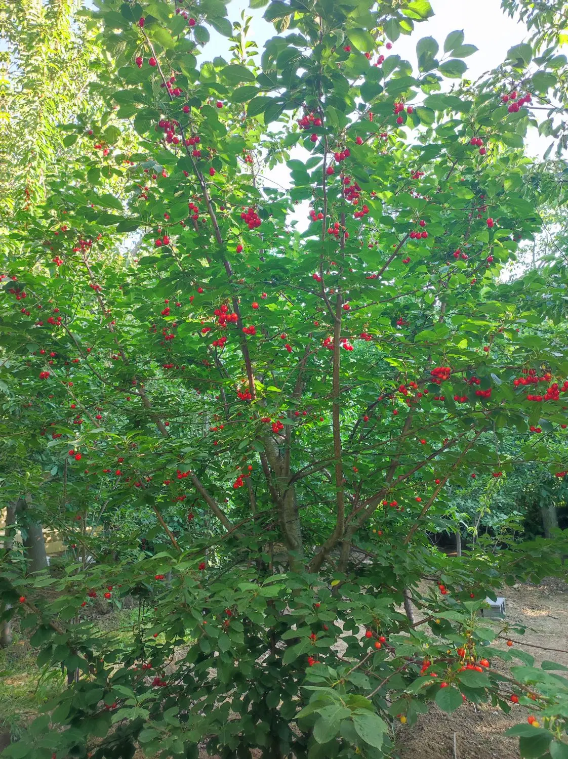 باغ در 200متری امامزاده کوه بحر جاده جدید