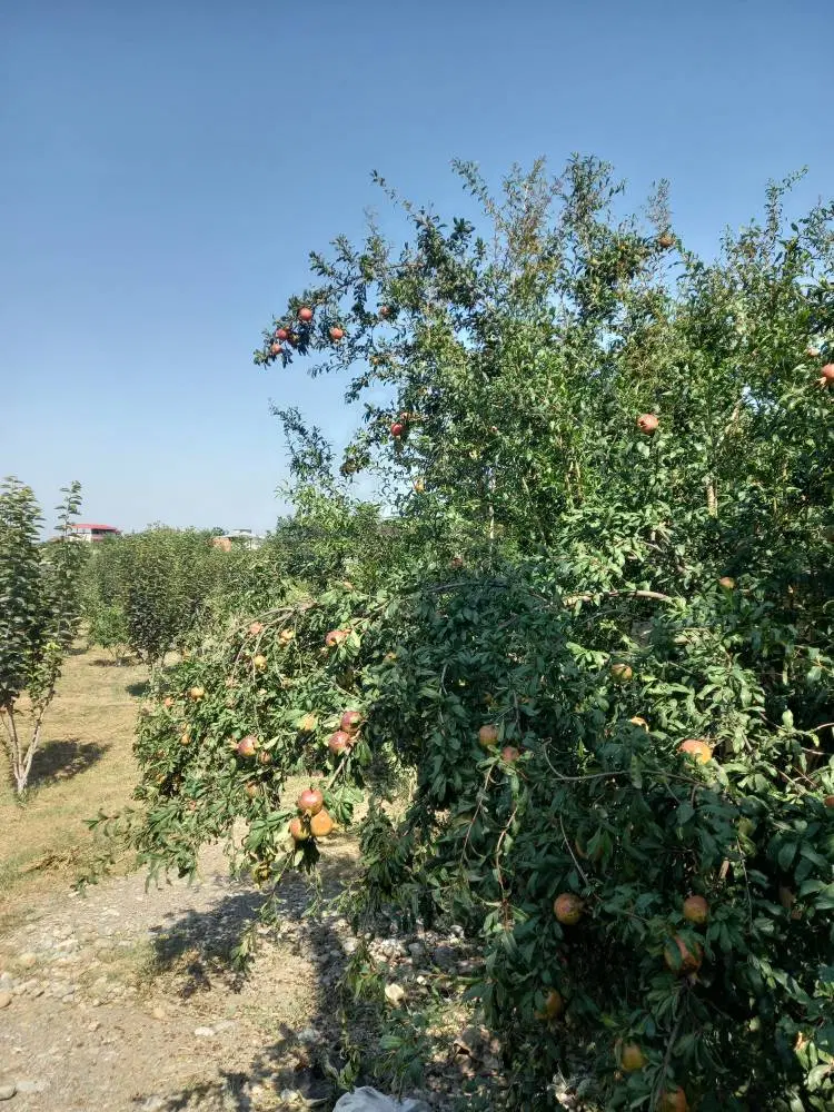 فروش باغ