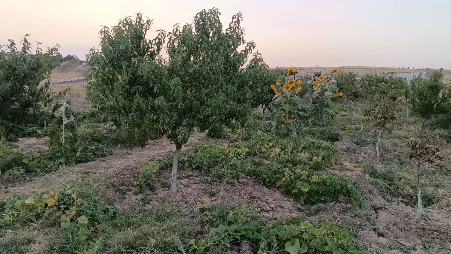 ۱۲۰۰باغ روستای آشنستان  ...