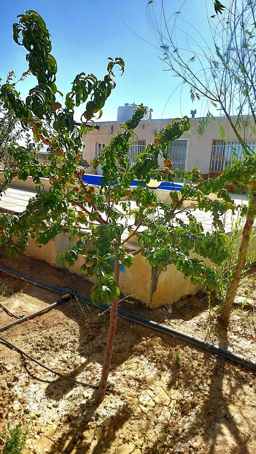 فروش باغ اماده و تکمیل