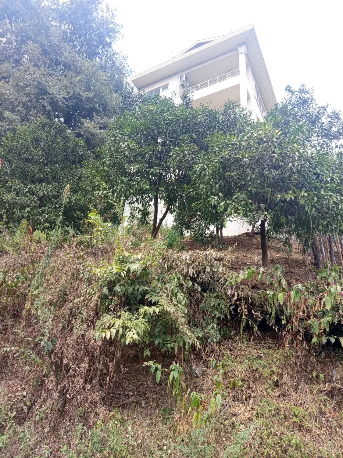 زمین 500 متری چسب مسکونی