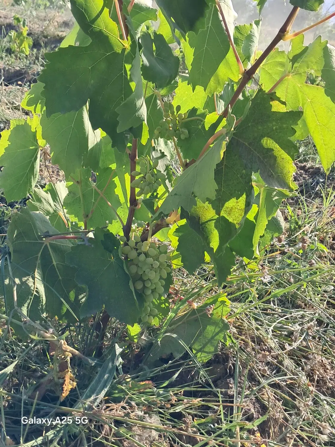 زمین واقع در بخش انزل روستای گل تپه