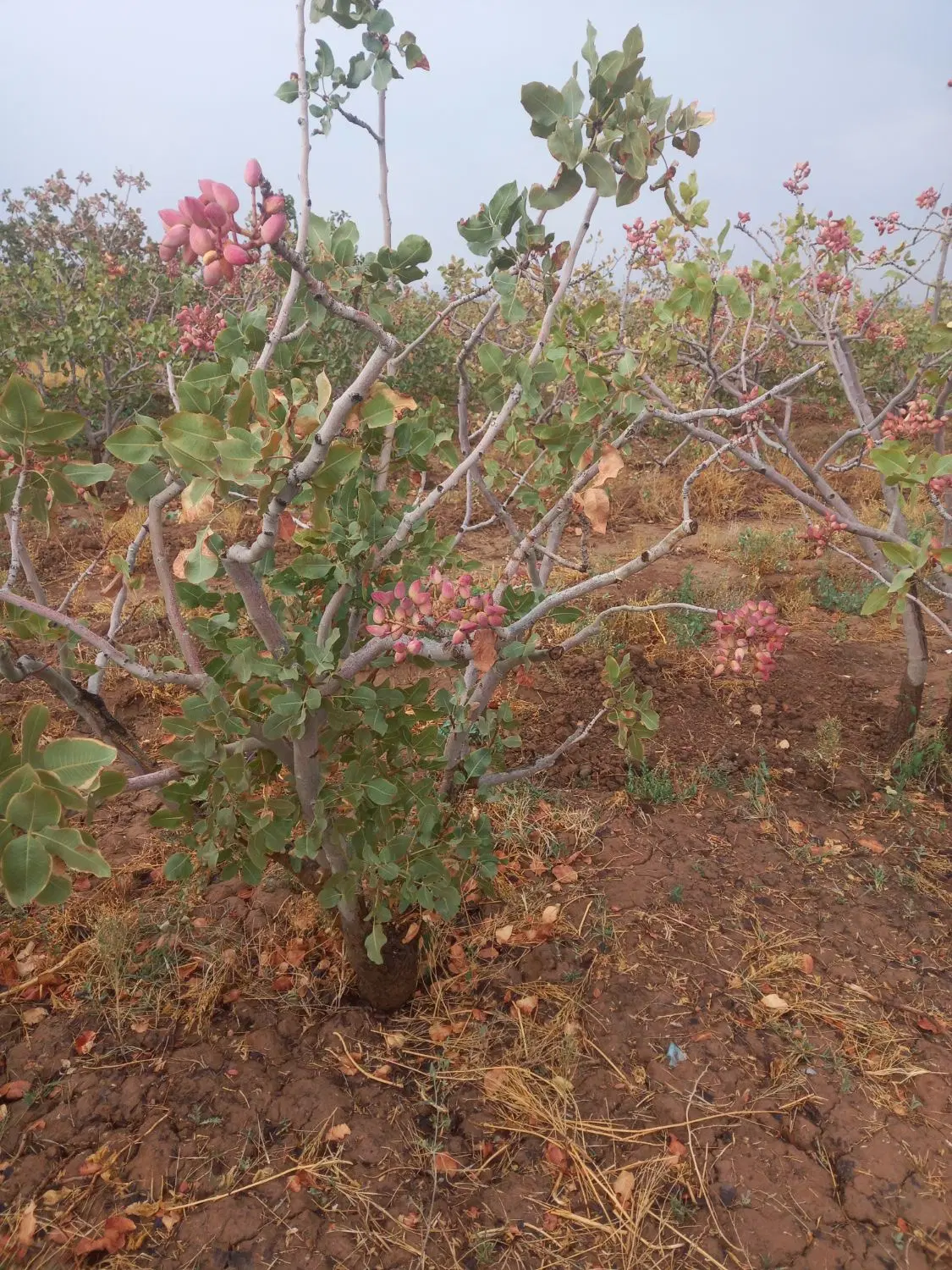 باغ پسته اجاره داده می‌شود.زرندیه