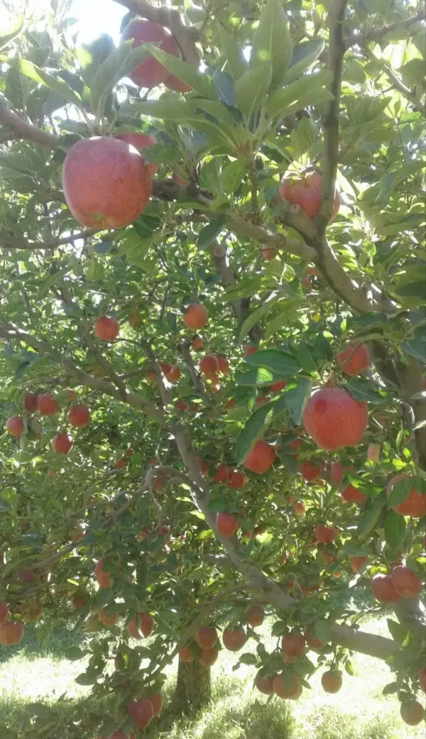 فروش باغ سیب و گلابی