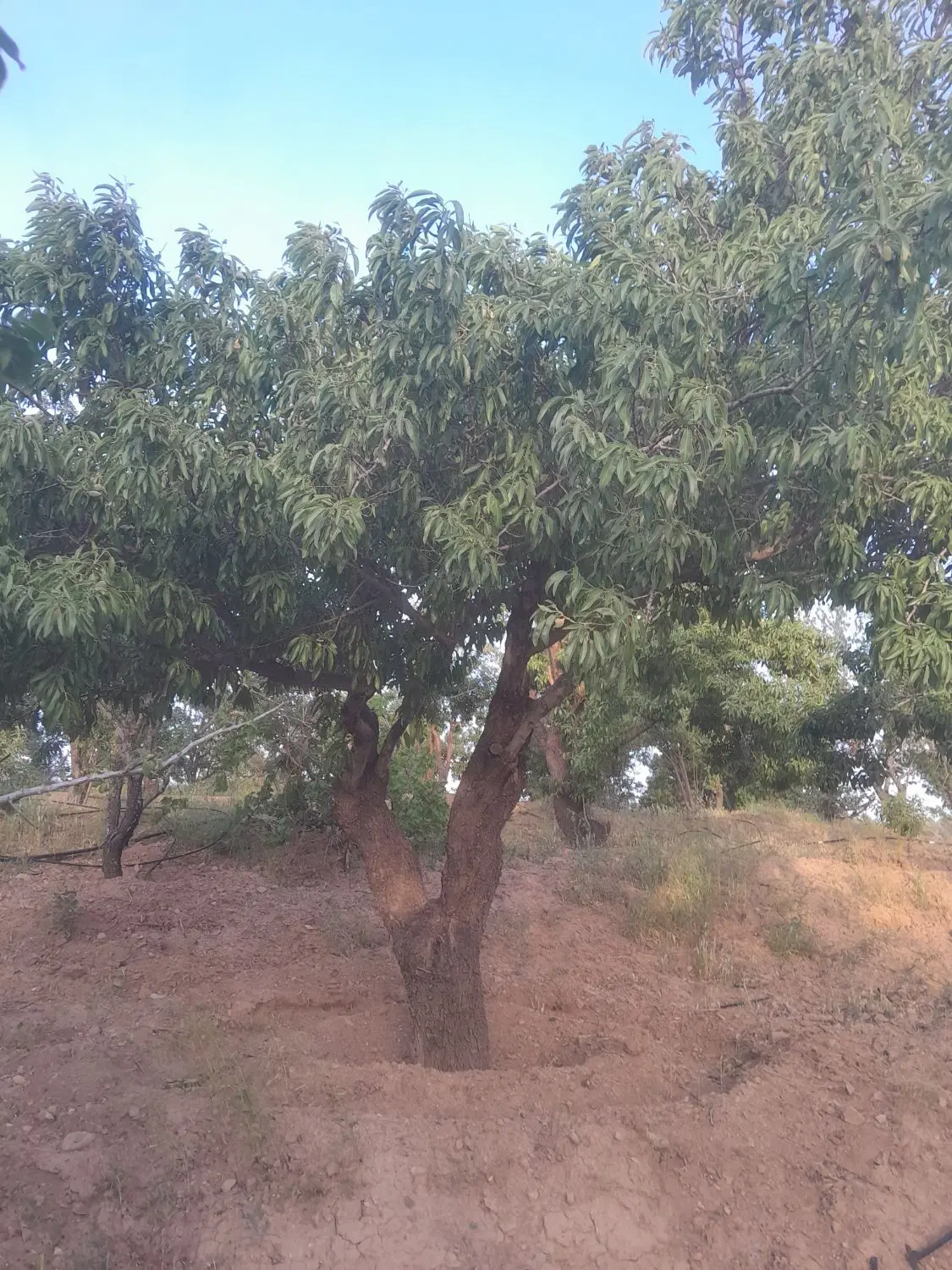 مزرعه بادام مامایی
