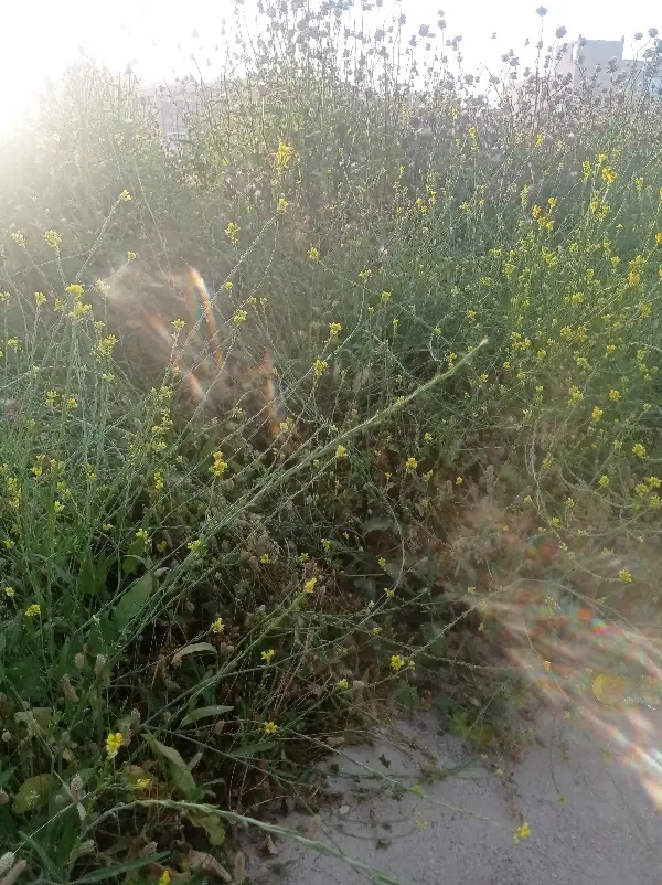 اجاره زمین کشاورزی