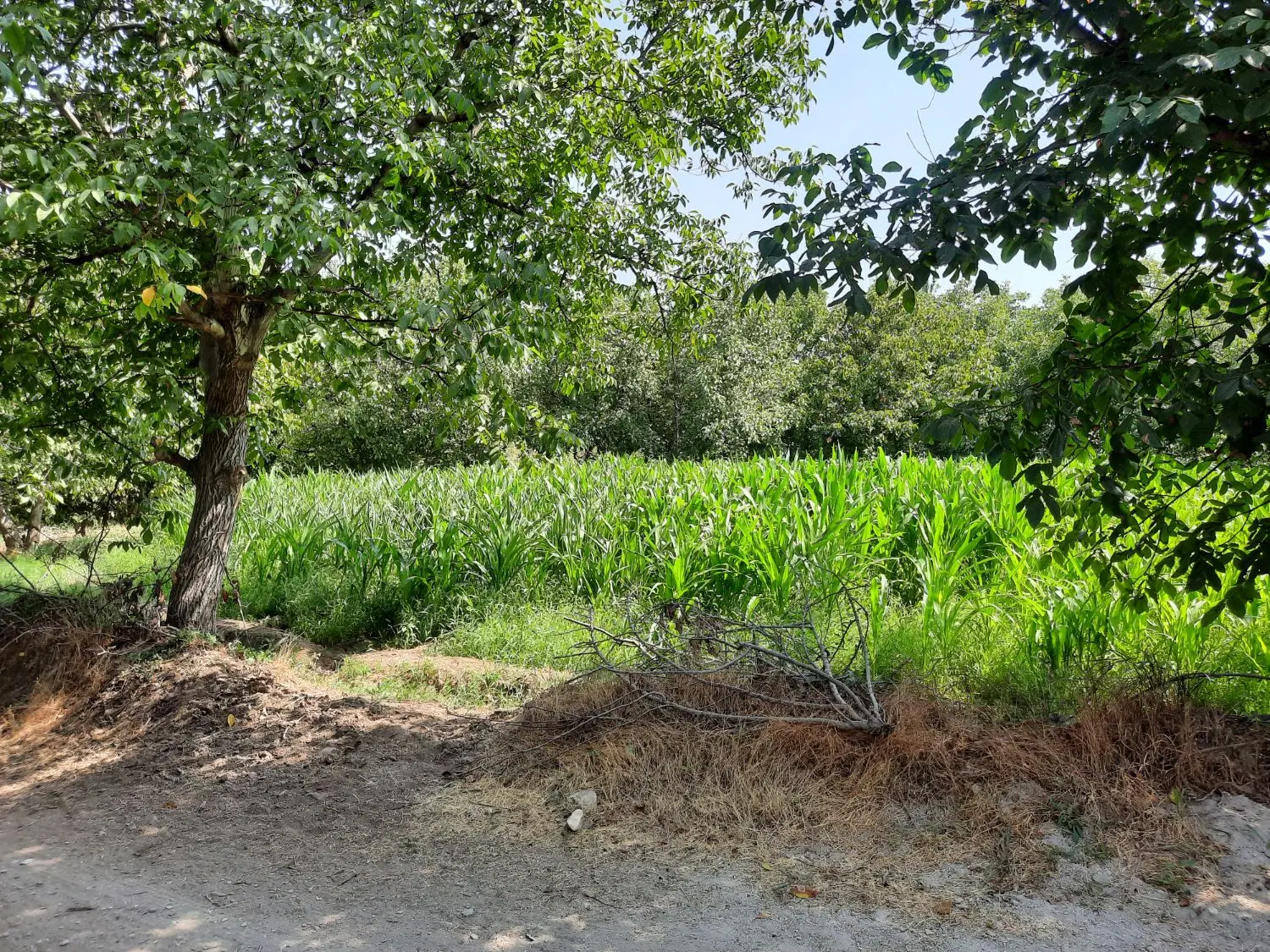 فروش باغ در عجبشیر روستایی محمود آباد