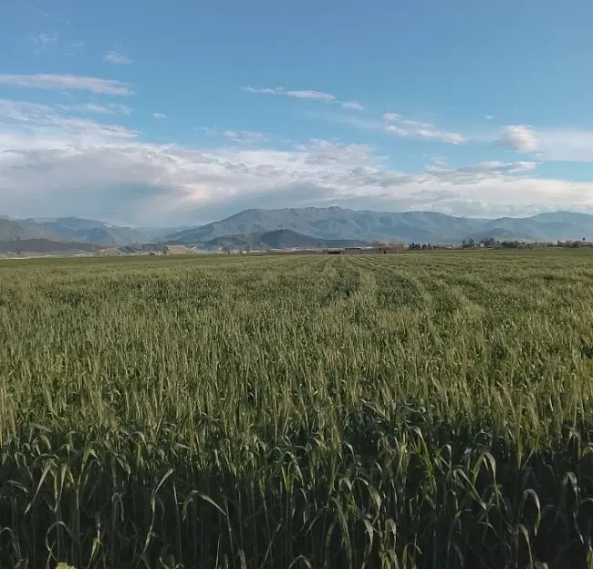 زمین کشاورزی باغی زراعی