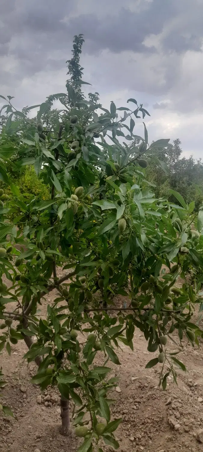 باغ ویلا (مود بیرجند )